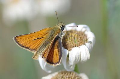 <i>Thymelicus sylvestris</i>