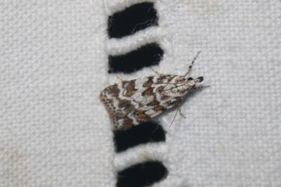 <i>Scoparia pyralella</i>