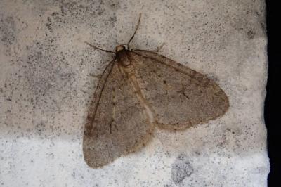 <i>Operophtera brumata</i>