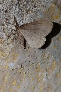 <i>Operophtera brumata</i>