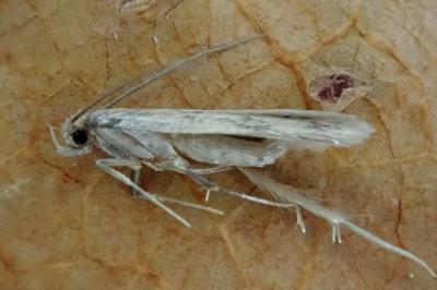 <i>Borkhausenia nefrax</i>