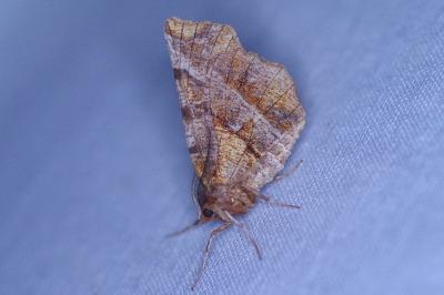 <i>Selenia dentaria</i>