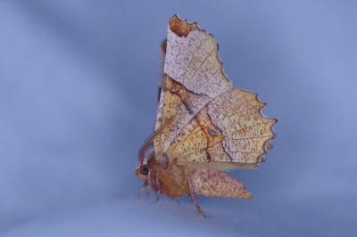 <i>Selenia lunularia</i>