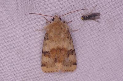 <i>Heliothis viriplaca</i>