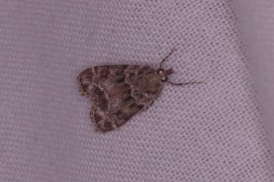 <i>Eudonia mercurella</i>