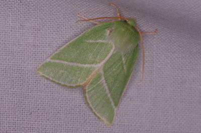 <i>Pseudoips prasinanus</i>