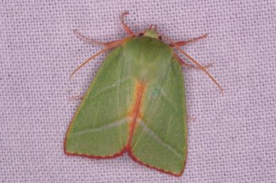 <i>Pseudoips prasinanus</i>
