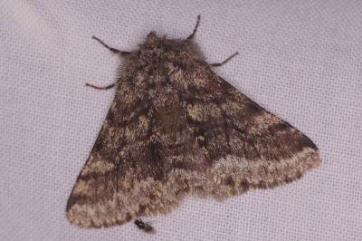 <i>Lycia hirtaria</i>