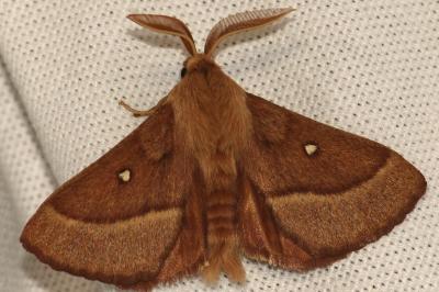 <i>Lasiocampa trifolii</i>