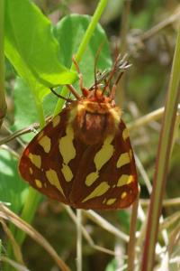 <i>Arctia testudinaria</i>