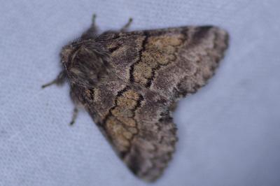 <i>Gluphisia crenata</i>