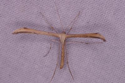 <i>Emmelina monodactyla</i>