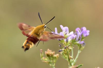 <i>Hemaris fuciformis</i>