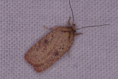 <i>Agonopterix</i>
