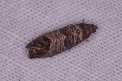 <i>Cydia pomonella</i>