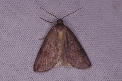 <i>Pachycnemia hippocastanaria</i>