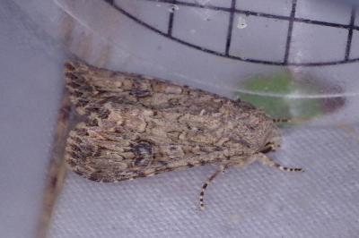 <i>Anarta trifolii</i>