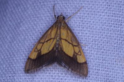 <i>Evergestis limbata</i>