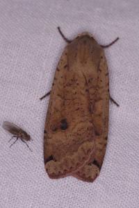 <i>Noctua pronuba</i>