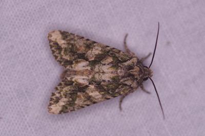 <i>Dryobotodes eremita</i>