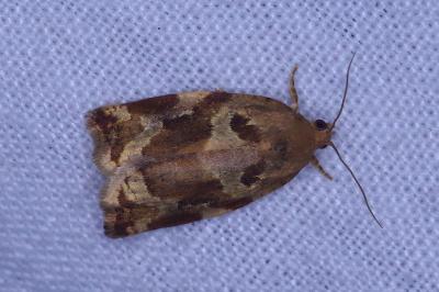 <i>Archips xylosteana</i>