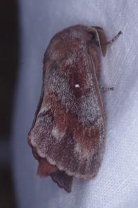 <i>Dendrolimus pini</i>