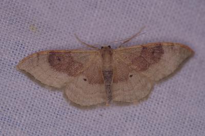 <i>Idaea degeneraria</i>