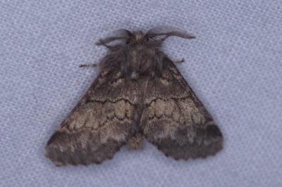 <i>Gluphisia crenata</i>