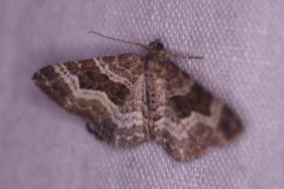 <i>Epirrhoe alternata</i>