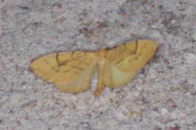<i>Gandaritis pyraliata</i>