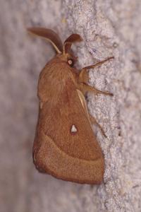 <i>Lasiocampa trifolii</i>