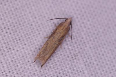 <i>Eucosma obumbratana</i>