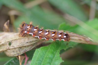 <i>Acronicta rumicis</i>