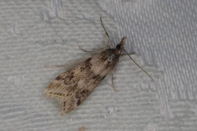 <i>Eudonia angustea</i>