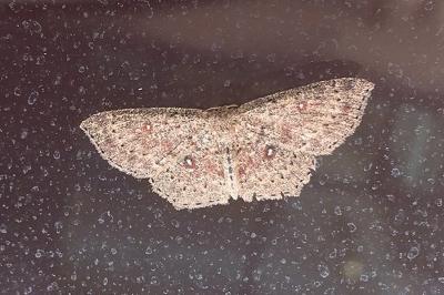 <i>Cyclophora pendularia</i>