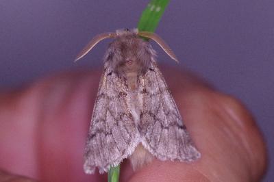 <i>Thaumetopoea pityocampa</i>