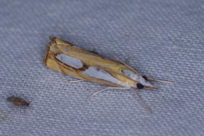 <i>Catoptria pinella</i>