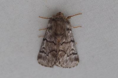 <i>Thaumetopoea pityocampa</i>