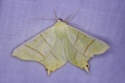 <i>Ourapteryx sambucaria</i>