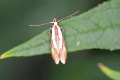 <i>Harpella forficella</i>