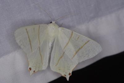 <i>Ourapteryx sambucaria</i>