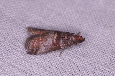 <i>Acrobasis advenella</i>