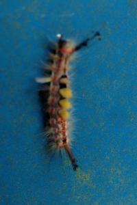 <i>Orgyia antiqua</i>