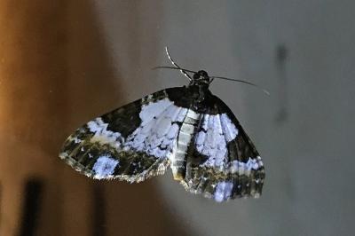 <i>Melanthia procellata</i>