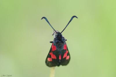 <i>Zygaena trifolii</i>
