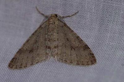 <i>Trichopteryx carpinata</i>