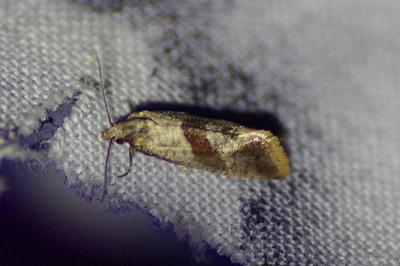 <i>Falseuncaria ruficiliana</i>