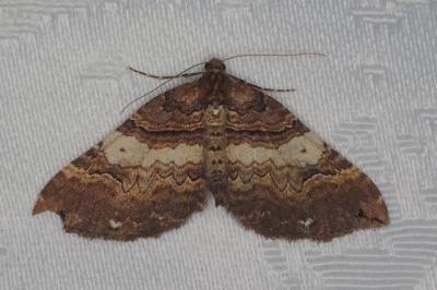 <i>Earophila badiata</i>