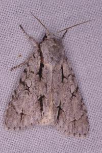 <i>Acronicta psi/tridens</i>