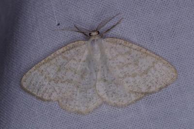 <i>Cabera exanthemata</i>
